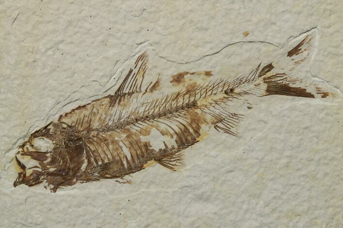 Fossil Fish (Knightia) - Green River Formation #237244